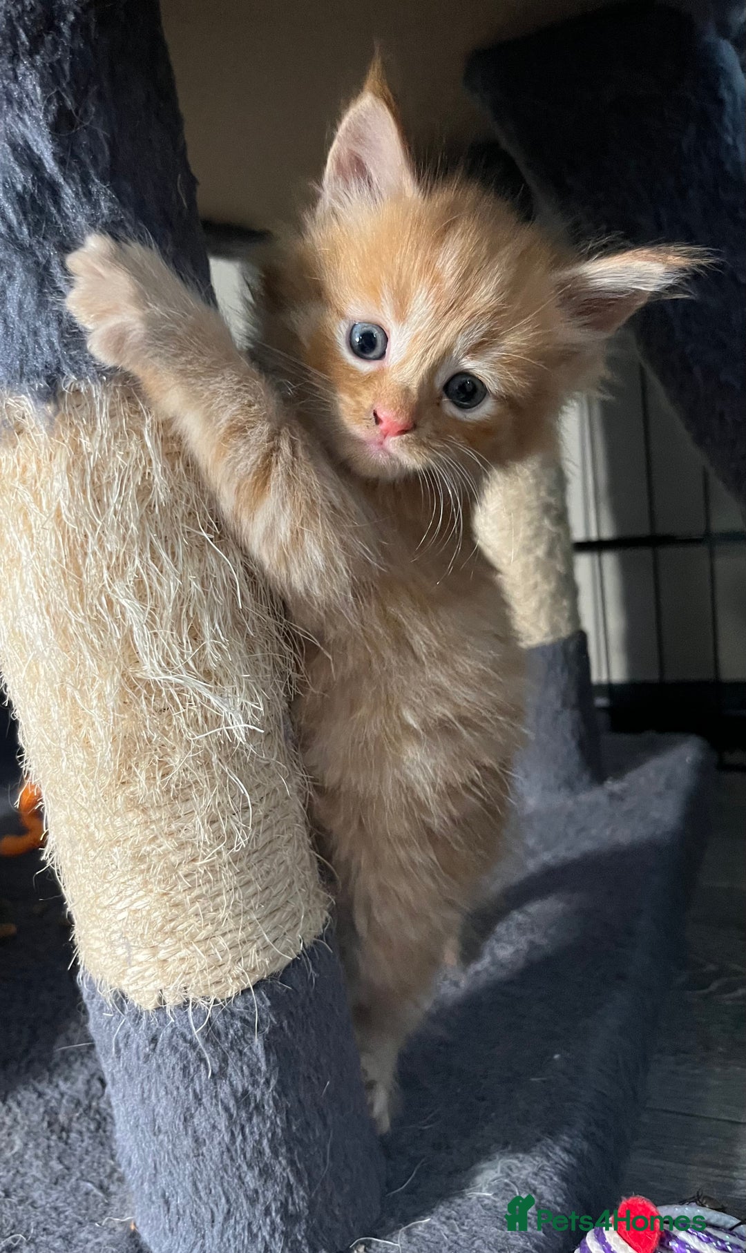 Maine Coon cats for sale: Stunning Half Maine coon kittens  - Image 32