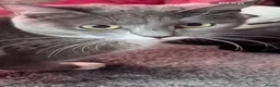 Mixed Breed cats for sale: Pls call  **   don't have time to check msg in Hinckley - Advert 12