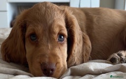 Cocker Spaniel dogs for sale: Gold show cocker pups ready now  - Image 10
