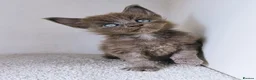 Maine Coon cats for sale: Blue maine coon kittens -DNA health tested parents - Advert 27