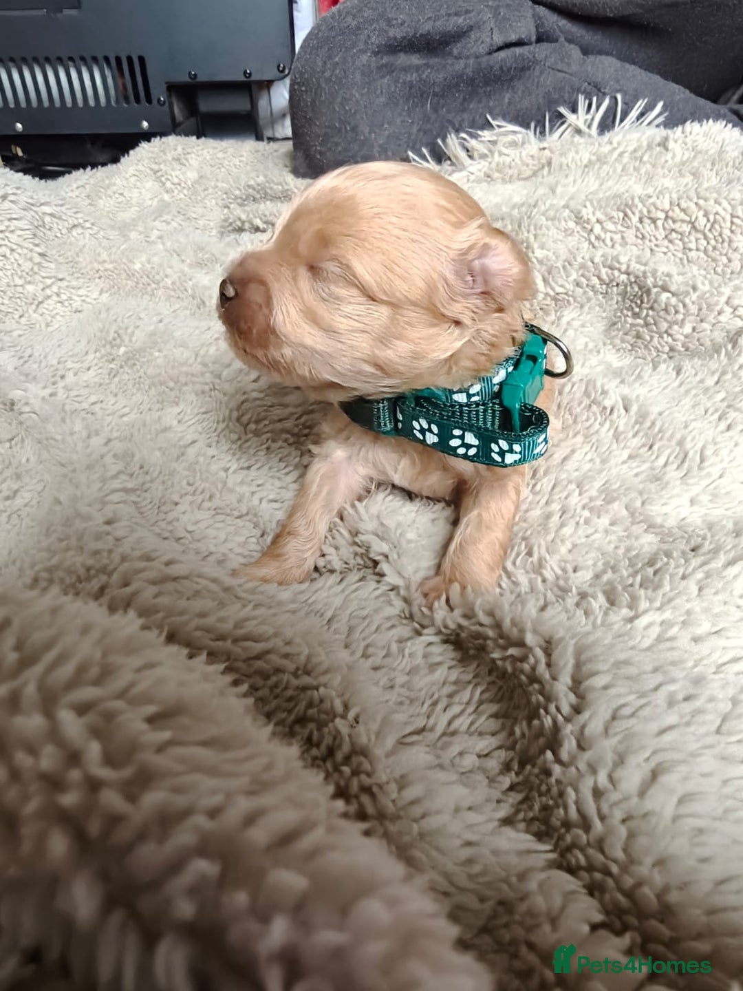 Maltipoo dogs for sale: F1B Toy Maltipoo  - Image 11