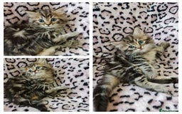 Perdoll cats for sale: Perdoll Kittens only boys - Image 6