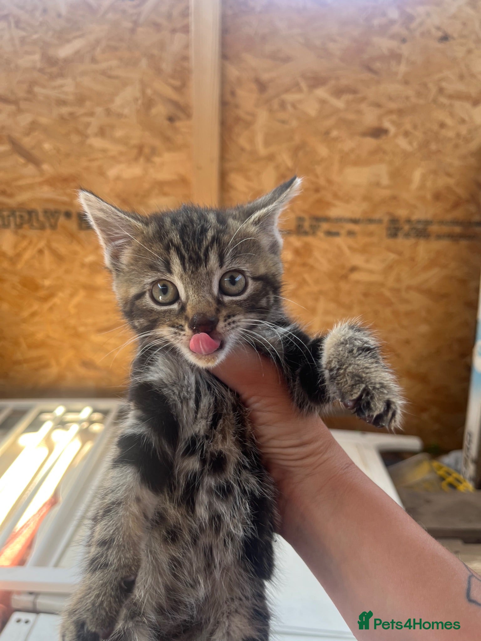 Mixed Breed cats Kittens for sale  - Advert 2