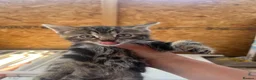 Mixed Breed cats for sale: Kittens for sale  - Advert 1
