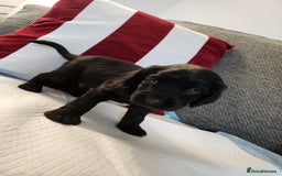 Cocker Spaniel dogs for sale: Cocker Spaniel Puppies🐕🐕 READY 30TH NOVEMBER 💙 - Advert 7