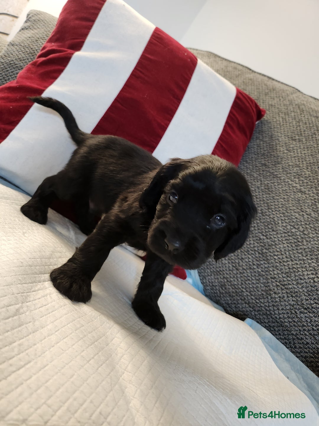 Cocker Spaniel dogs for sale: Cocker Spaniel Puppies🐕🐕 READY 30TH NOVEMBER 💙 - Advert 7