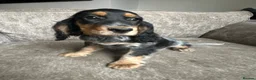 Cocker Spaniel dogs for sale: Spaniel boys needing homes - Advert 17