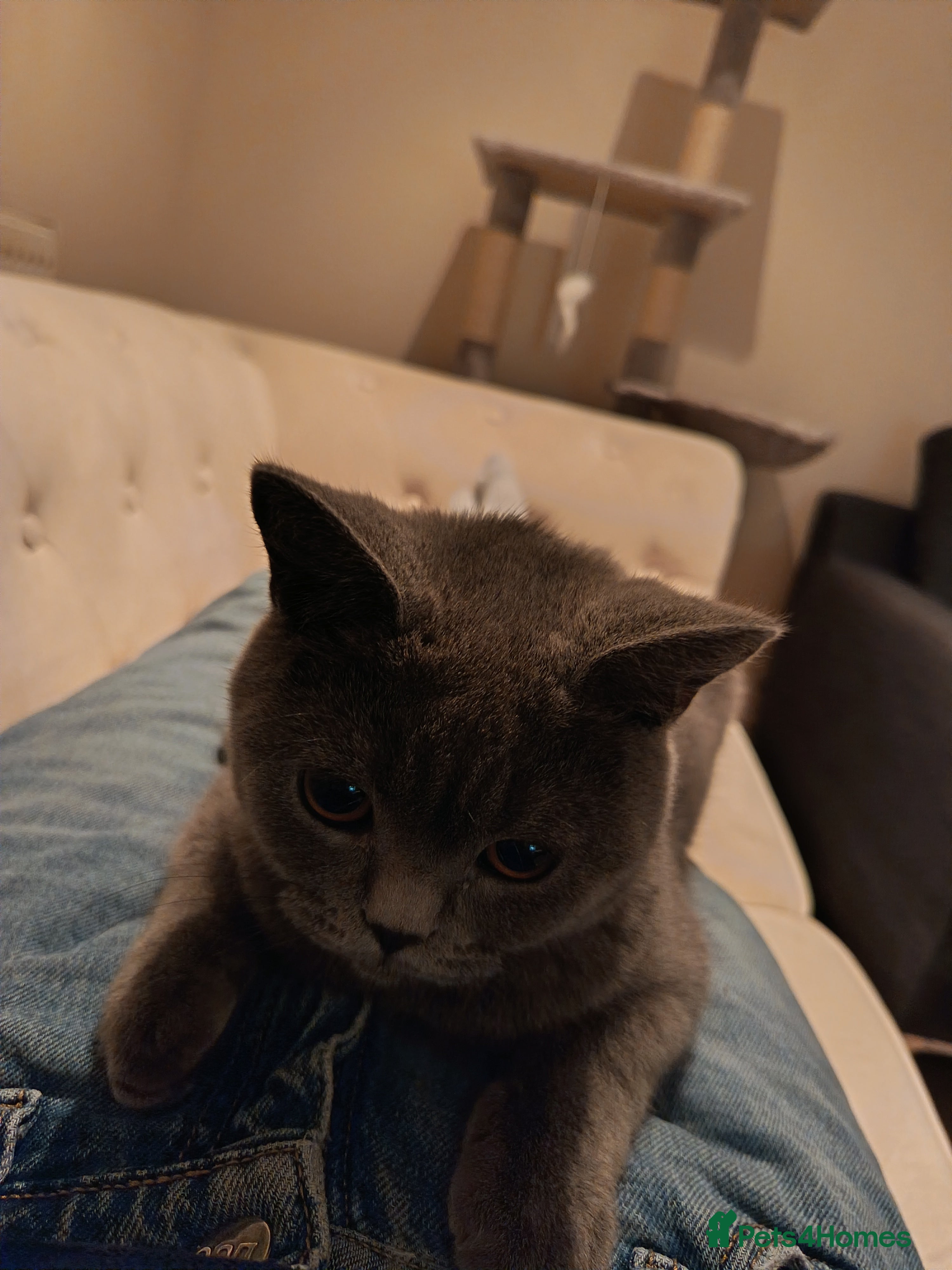 British Shorthair cats British Shorthair Female - Advert 1