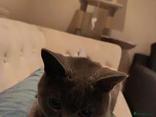 British Shorthair cats British Shorthair Female - Advert 1