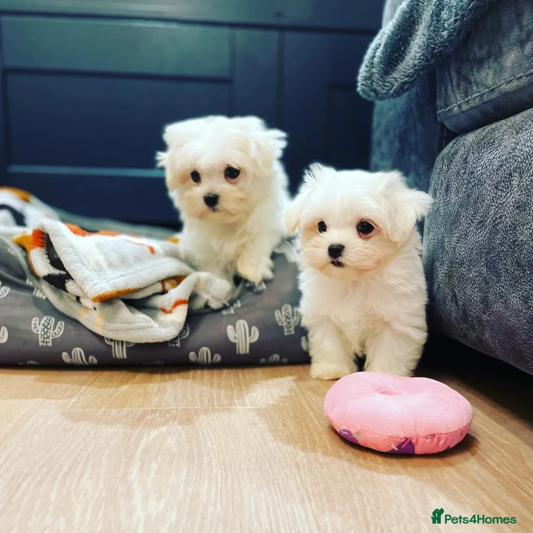 Maltese dogs for stud: PROVEN STUNNING SMALL KC MALTESE FOR STUD in Wigan - Advert 4