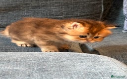 British Longhair cats for sale: Rare Golden Shaded British Longhair Girl Teddy  - Image 9