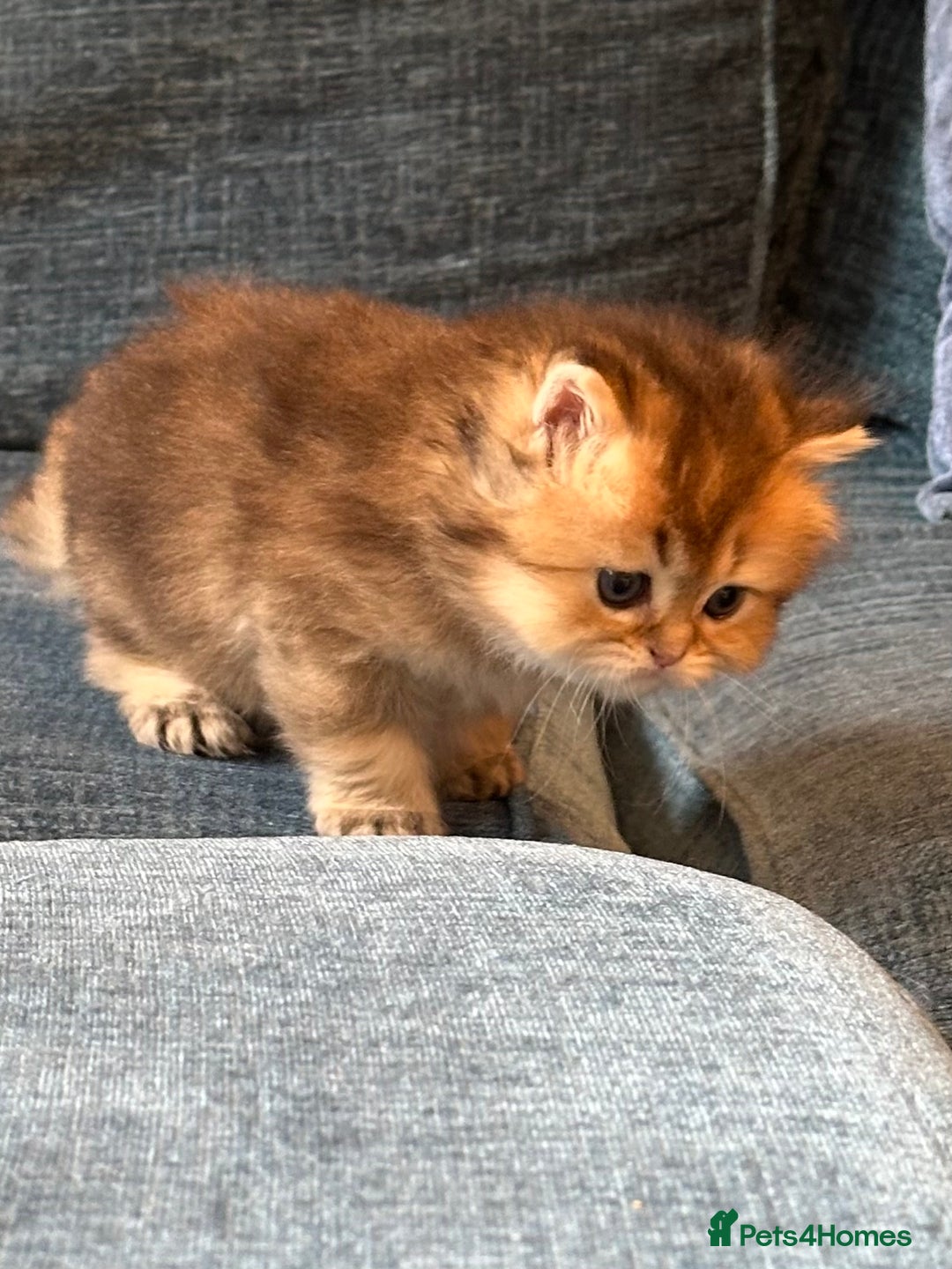 British Longhair cats for sale: Rare Golden Shaded British Longhair Girl Teddy  - Image 9