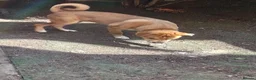 Mixed Breed dogs for sale: Mastiff for sale  - Advert 4