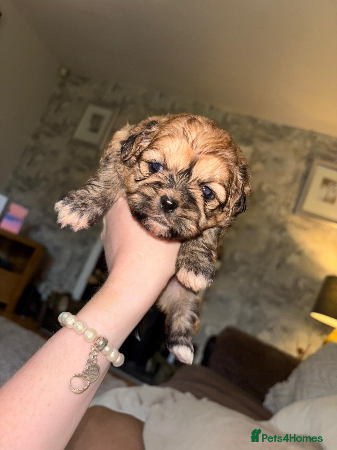 Zuchon dogs for sale: Zuchon pupp - Image 14