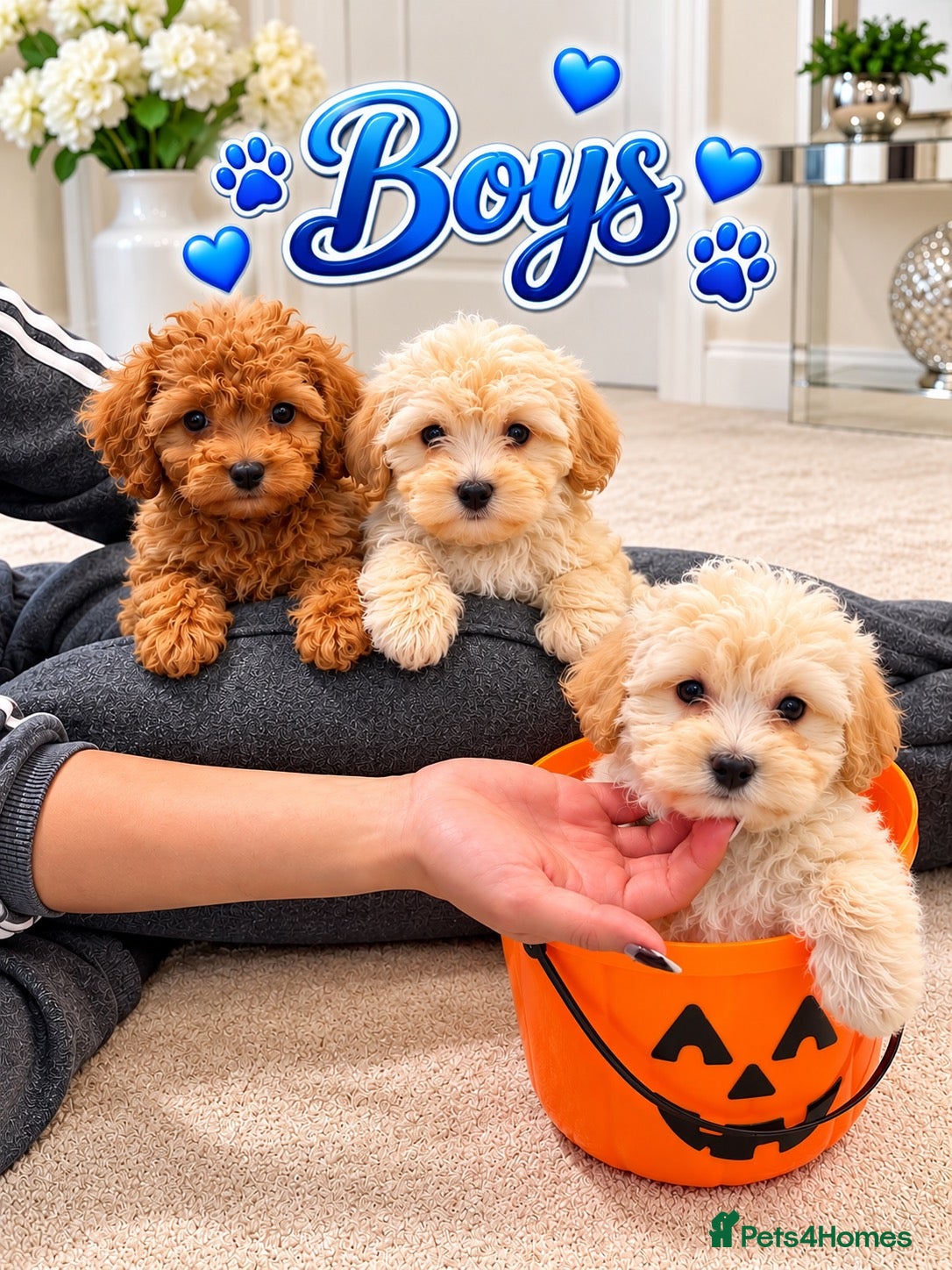 Maltipoo dogs for sale: 🐾🎃 5 GORGEOUS ASIAN TEACUP MALTIPOO PUPPIES! 🎃 - Advert 20