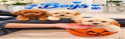 Maltipoo dogs for sale: 🐾🎃 5 GORGEOUS ASIAN  **  MALTIPOO PUPPIES! 🎃 - Advert 4