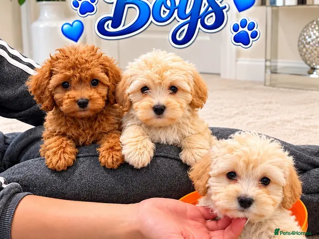 Maltipoo dogs for sale: 🐾🎃 5 GORGEOUS ASIAN ** MALTIPOO PUPPIES! 🎃 - Advert 4