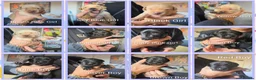 Labrador Retriever dogs for sale: Gorgeous pups available - Advert 16