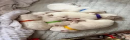 Pomeranian dogs for sale: 4 beautiful white Pomeranian boys  in Gloucester - Advert 19