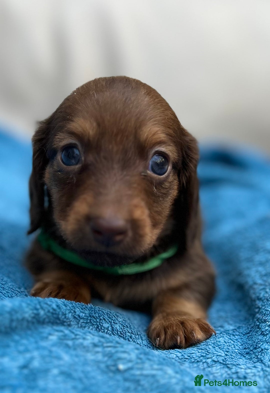 Dachshund dogs for sale: Mini Long-hair dachshund  - Image 5