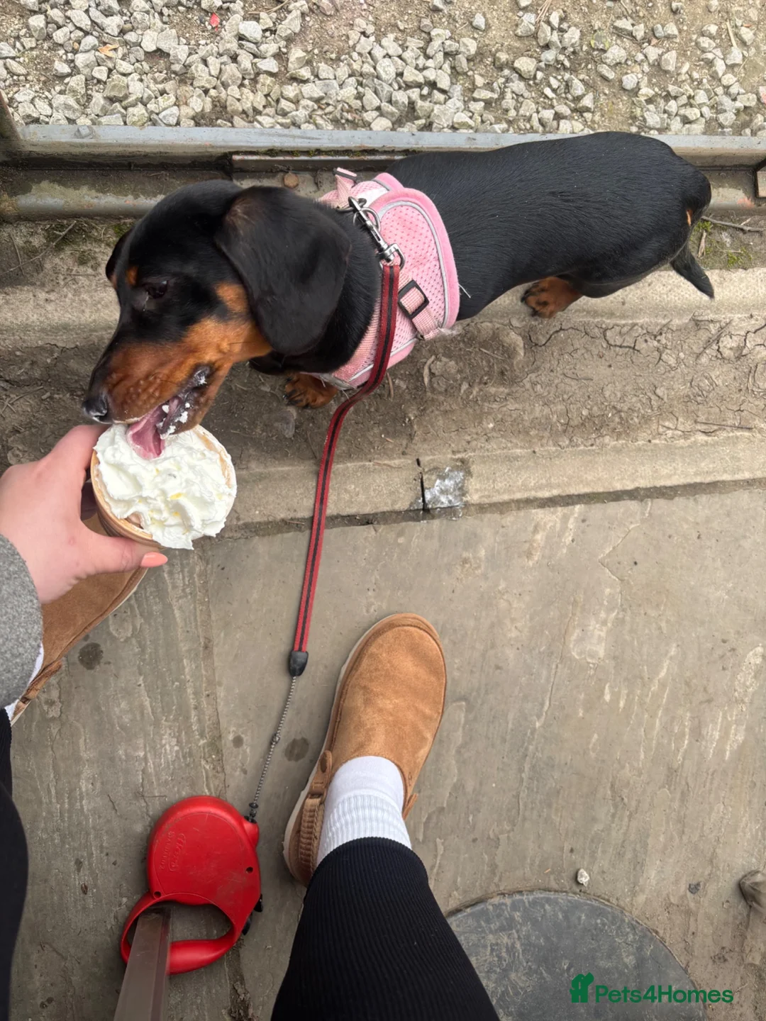 Miniature Dachshund dogs for sale: Miniature dachshund  in Hyde - Advert 3