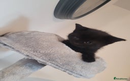 Mixed Breed cats for sale: Mixed British blue kittens  - Image 15