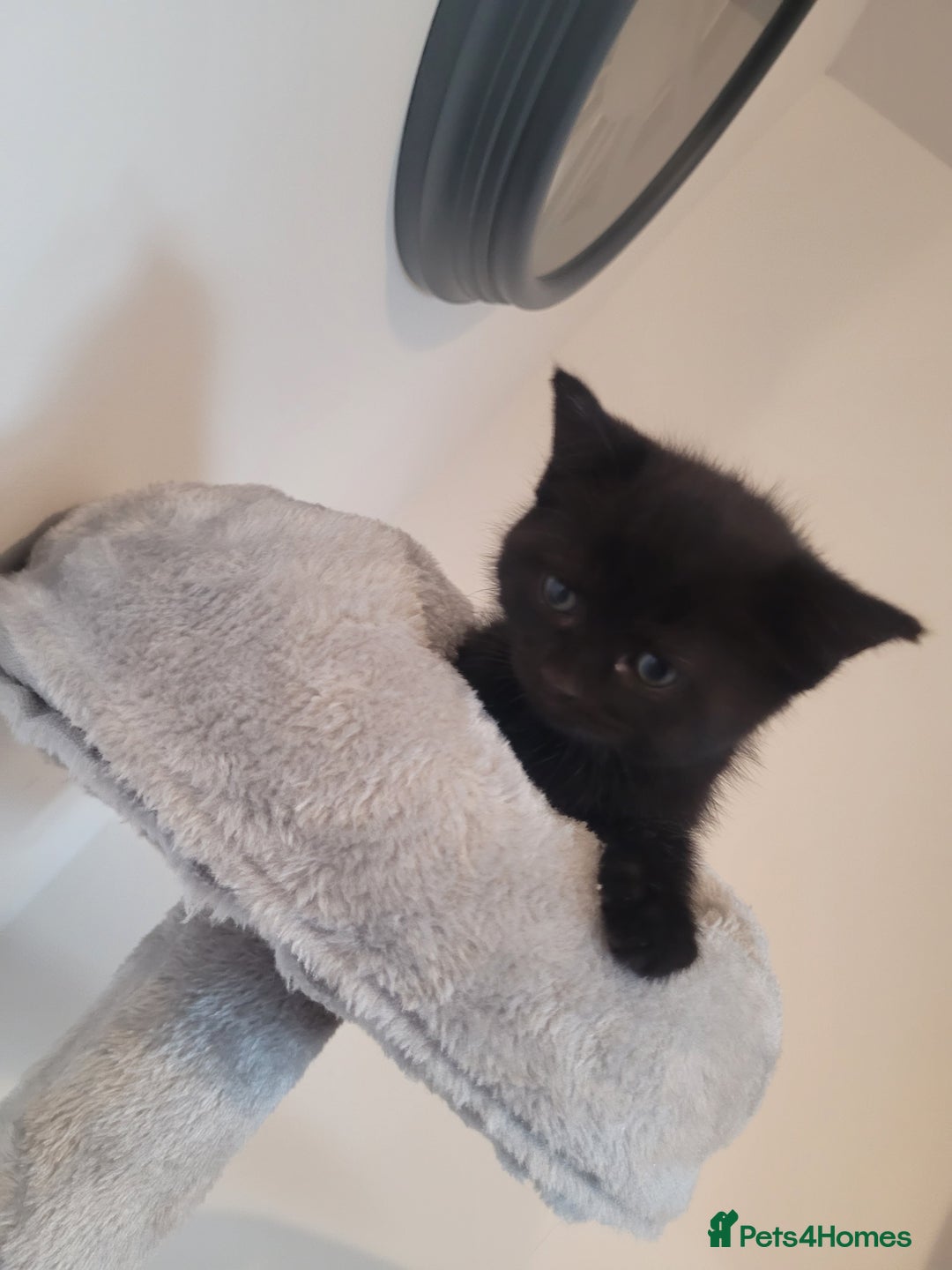 Mixed Breed cats for sale: Mixed British blue kittens  - Image 15