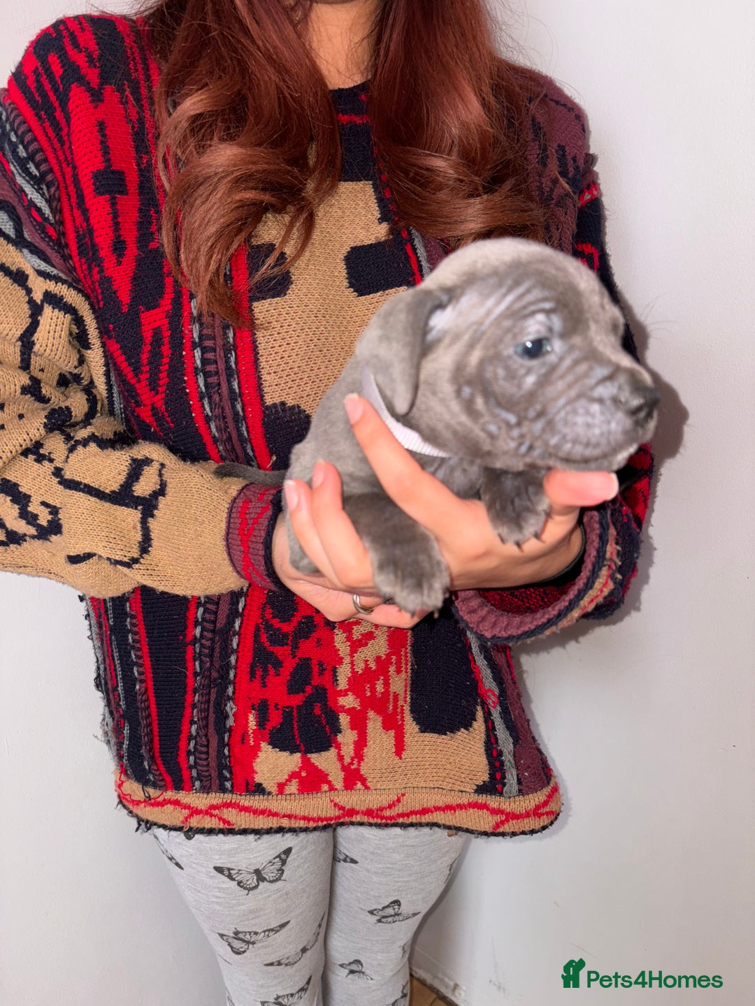 Staffordshire Bull Terrier dogs for sale: 6 Stunning Blue Staffordshire Bull Terrier pups 💙 - Advert 16