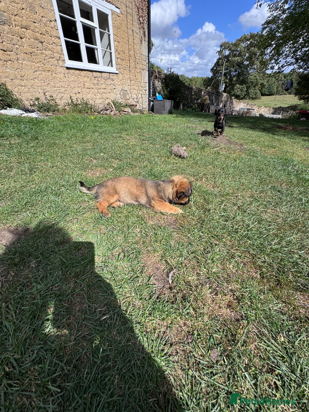 Mixed Breed dogs for sale: Beautiful Dachshund x Pekingese little girl - Image 7