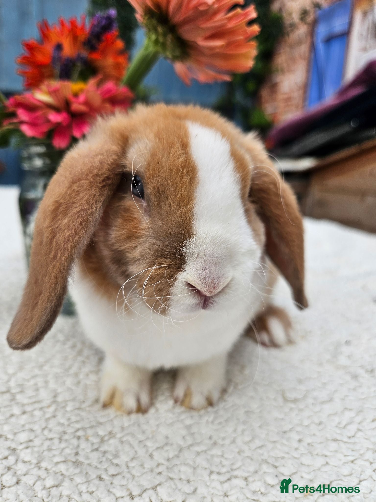Mini Lop rabbits 9 wewks Purebred Mini Plush Lops- Suffolk - Advert 1