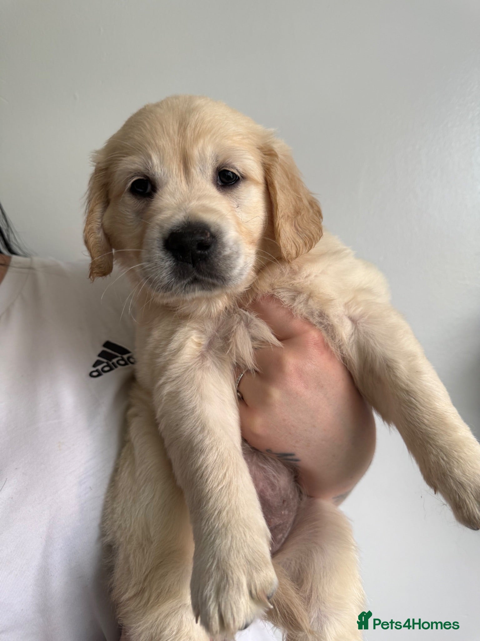 Golden Retriever dogs KC Registered Golden Retriever puppies.  - Advert 2