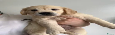 Golden Retriever Puppy 2