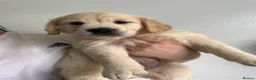 Golden Retriever dogs for sale: KC Registered Golden Retriever puppies.  - Advert 2