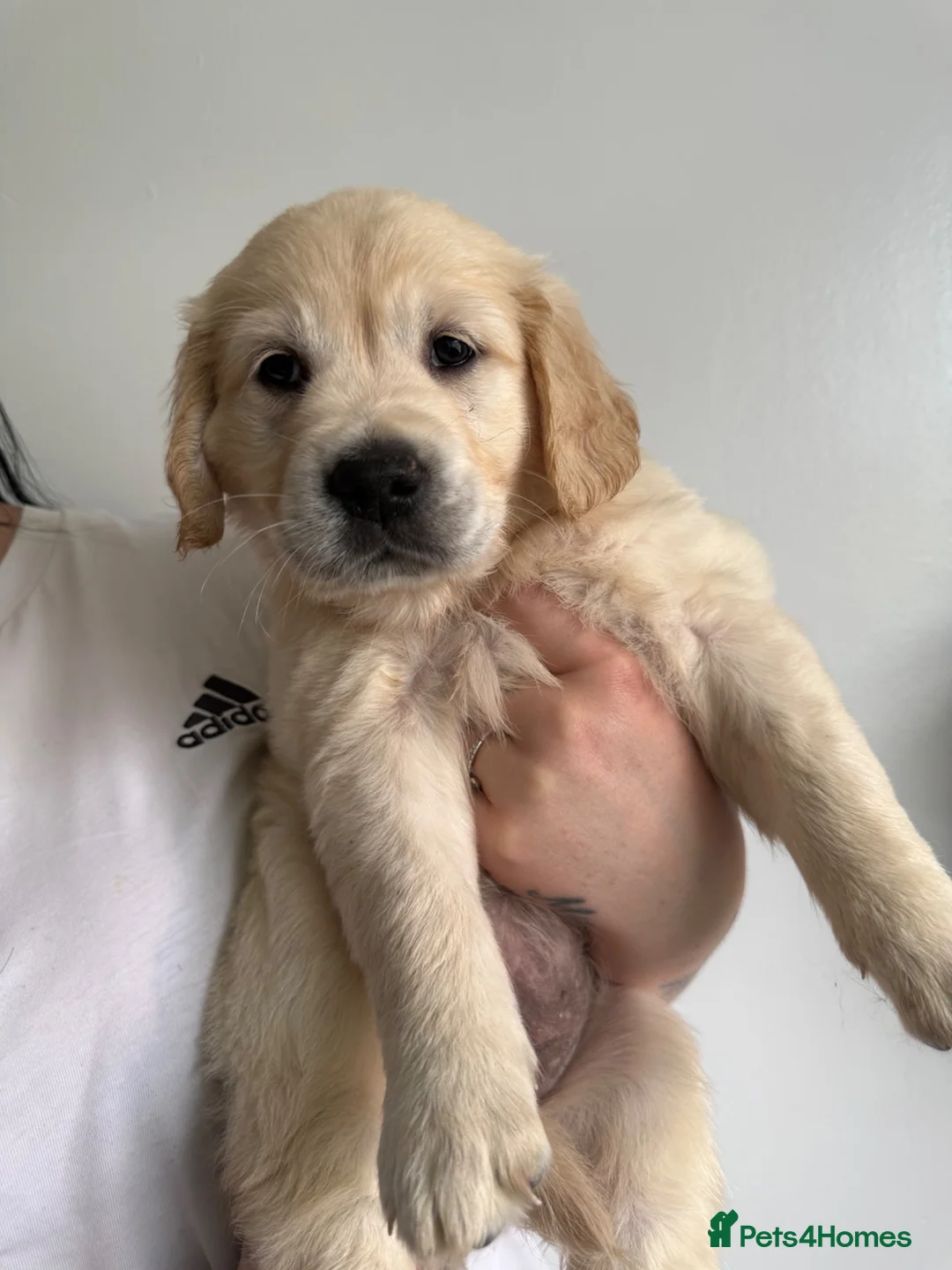 Golden Retriever dogs for sale: KC Registered Golden Retriever puppies.  - Advert 2