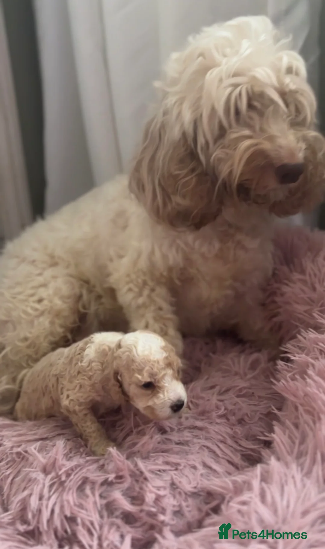 Cockapoo dogs for sale: F2 cockapoo puppy in Durham - Advert 2