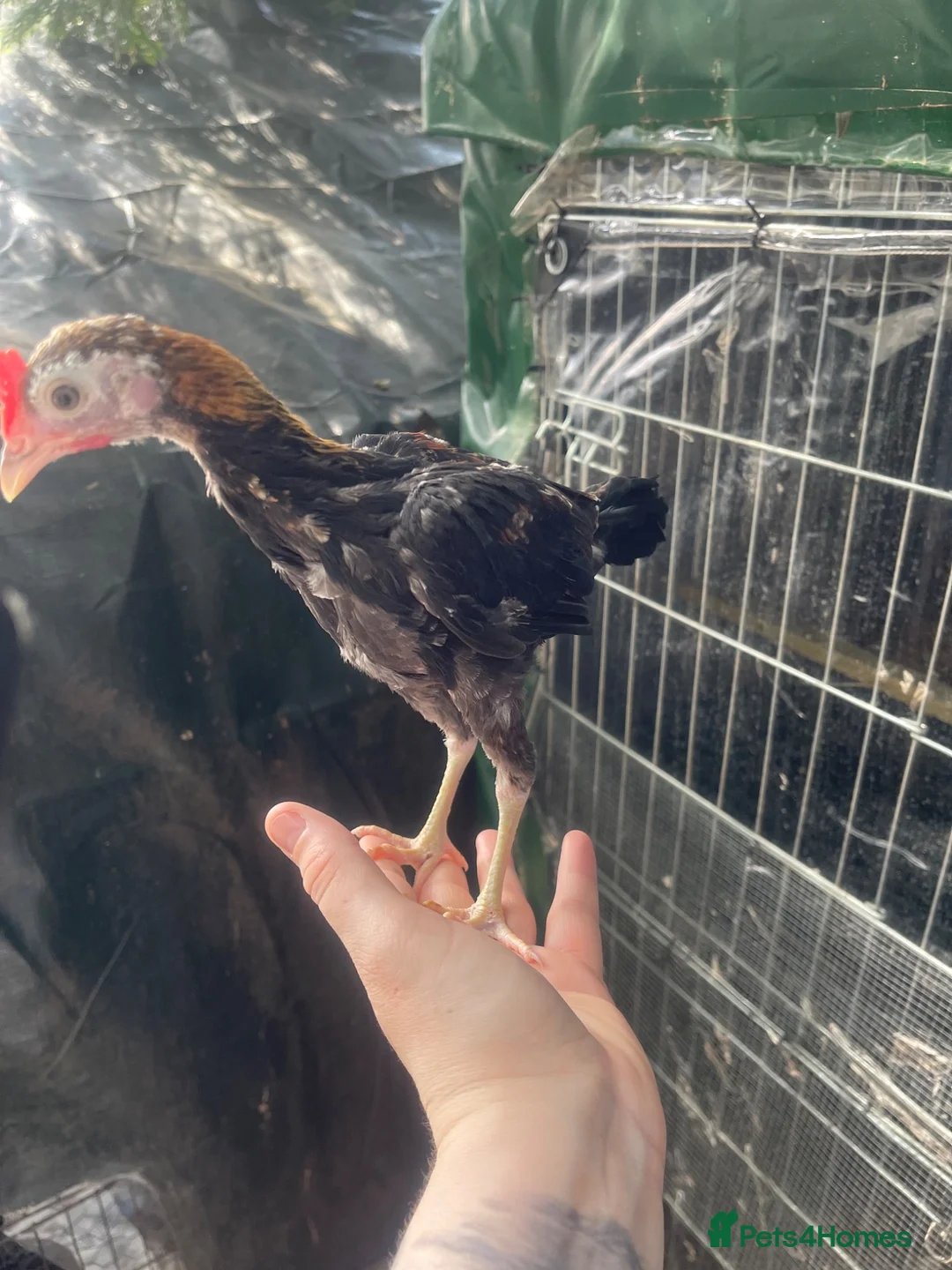 Chickens poultry for sale: 2 Modern game bantam cockerels  - Advert 1