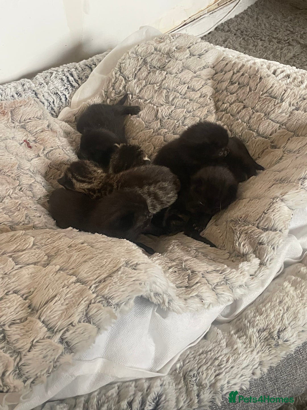 Mixed Breed cats for sale: 5 beautiful mixed kittens  - Image 13