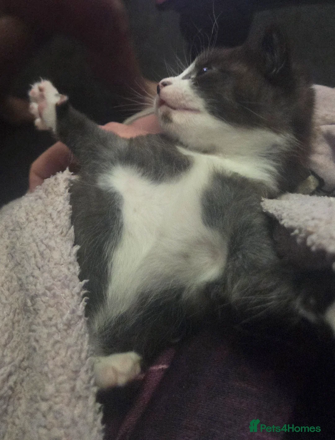 Mixed Breed cats for sale: One female kitty  in Stratford-upon-Avon - Advert 8