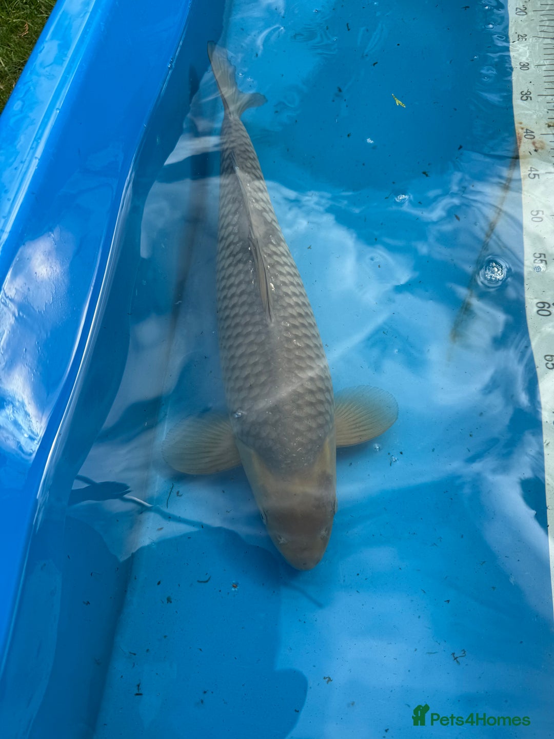 Koi Carp fish for sale: Various koi carp for sale  - Image 25