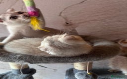 Scottish Fold cats for sale: Scottish fold kittens in hull - Image 24