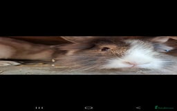 Lionhead rabbits for sale: Beautiful Female LionheadLop-URGENT - Advert 10