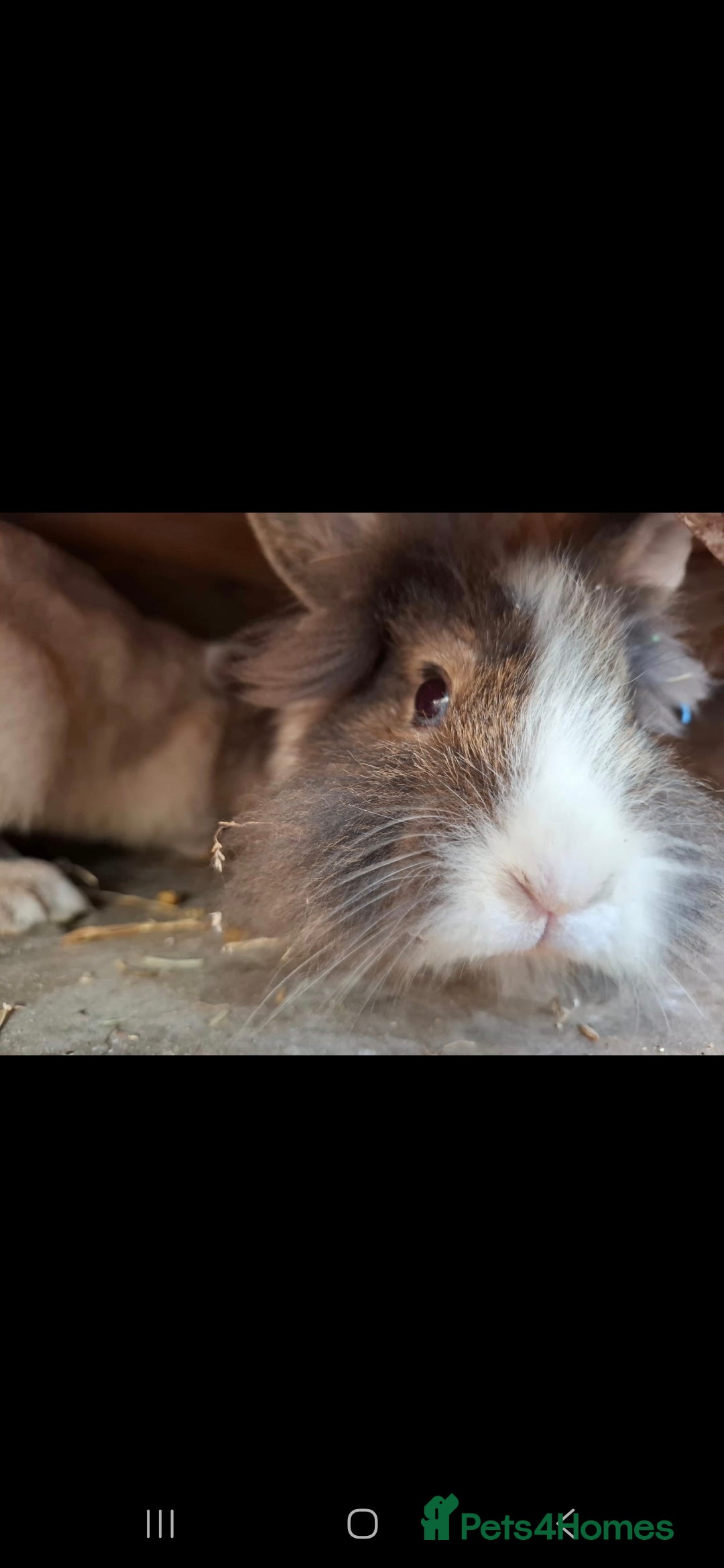 Lionhead rabbits for sale: Beautiful Female LionheadLop-URGENT - Advert 10