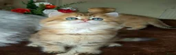 British Longhair cats for sale: British Longhair/Shorthair black golden shaded  - Advert 24