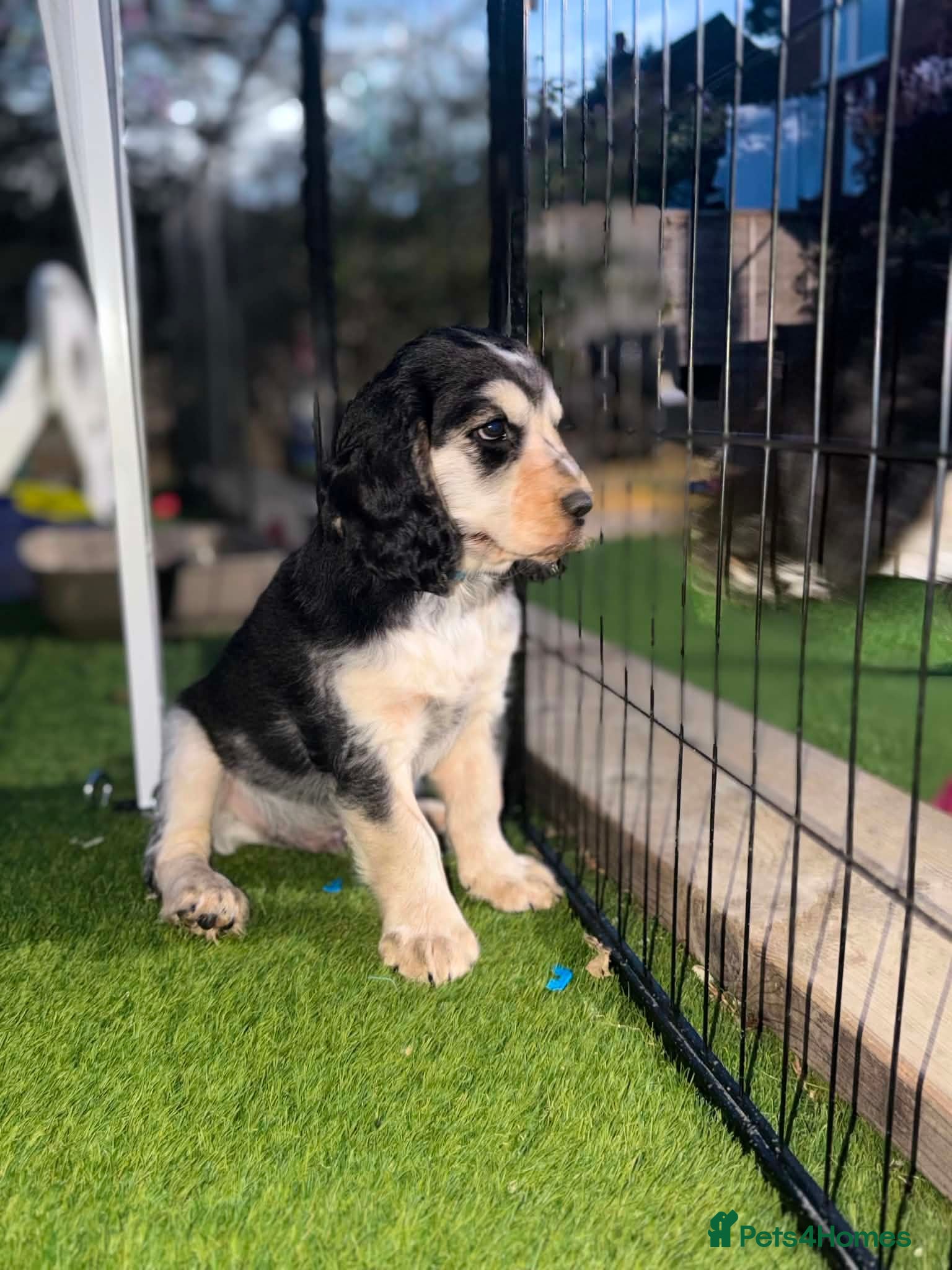 Cockapoo dogs COCKER SPANIEL - Advert 1