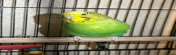 Budgerigars birds for sale: Green beatiful budgie waiting to be re-homed! - Advert 1