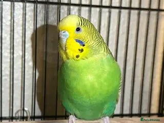 Budgerigars birds Green beatiful budgie waiting to be re-homed! - Advert 19