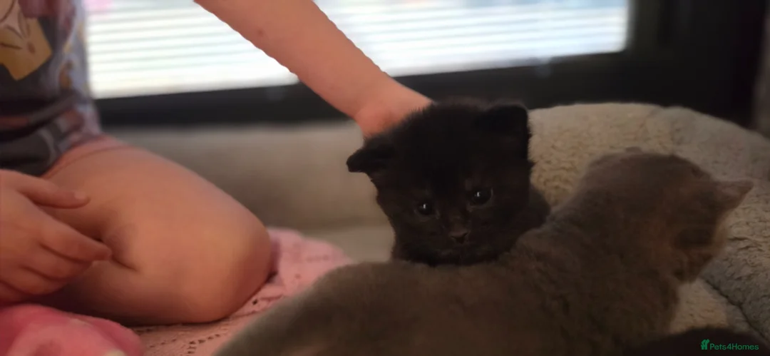 Mixed Breed cats for sale: Black kittens for sale  - Advert 3
