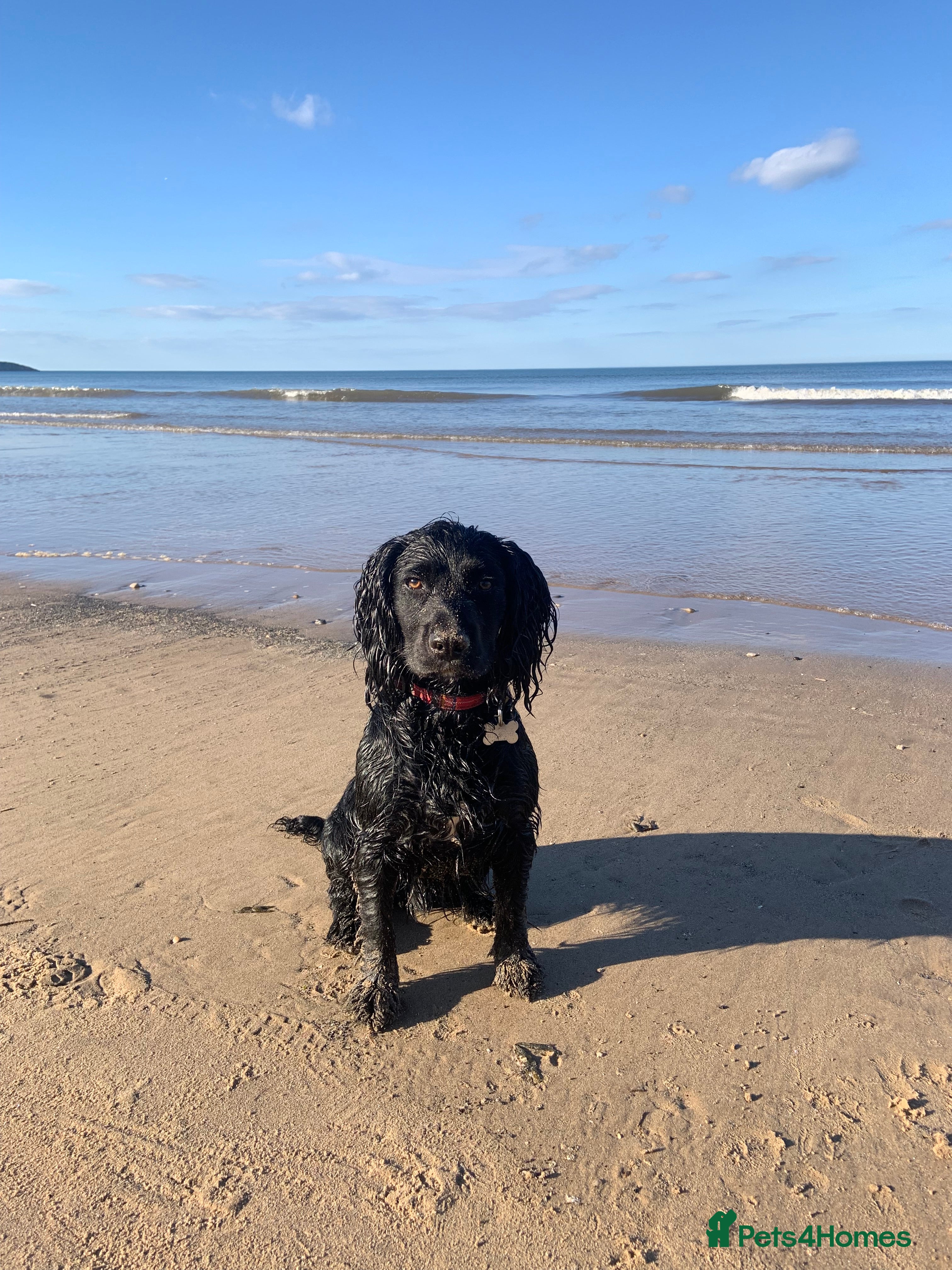 Cocker Spaniel dogs Cocker Spaniel Stud - Advert 15