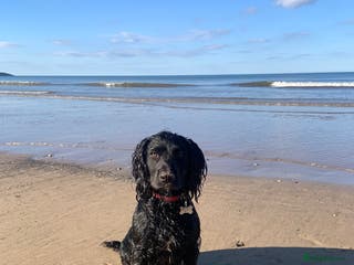 Cocker Spaniel dogs Cocker Spaniel Stud - Advert 14