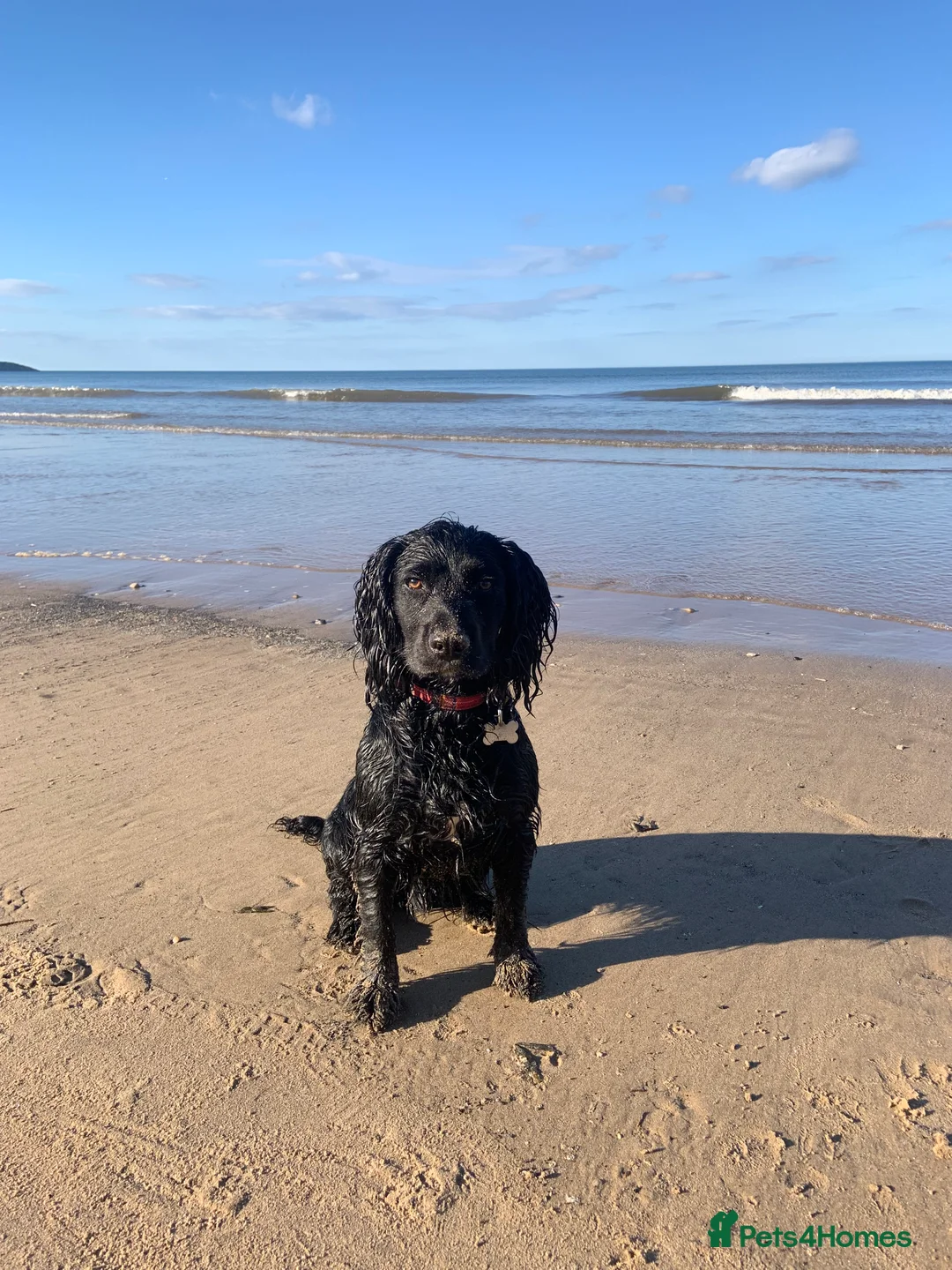 Cocker Spaniel dogs for stud: Cocker Spaniel Stud - Advert 1